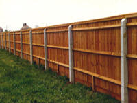 Feather edge with concrete posts